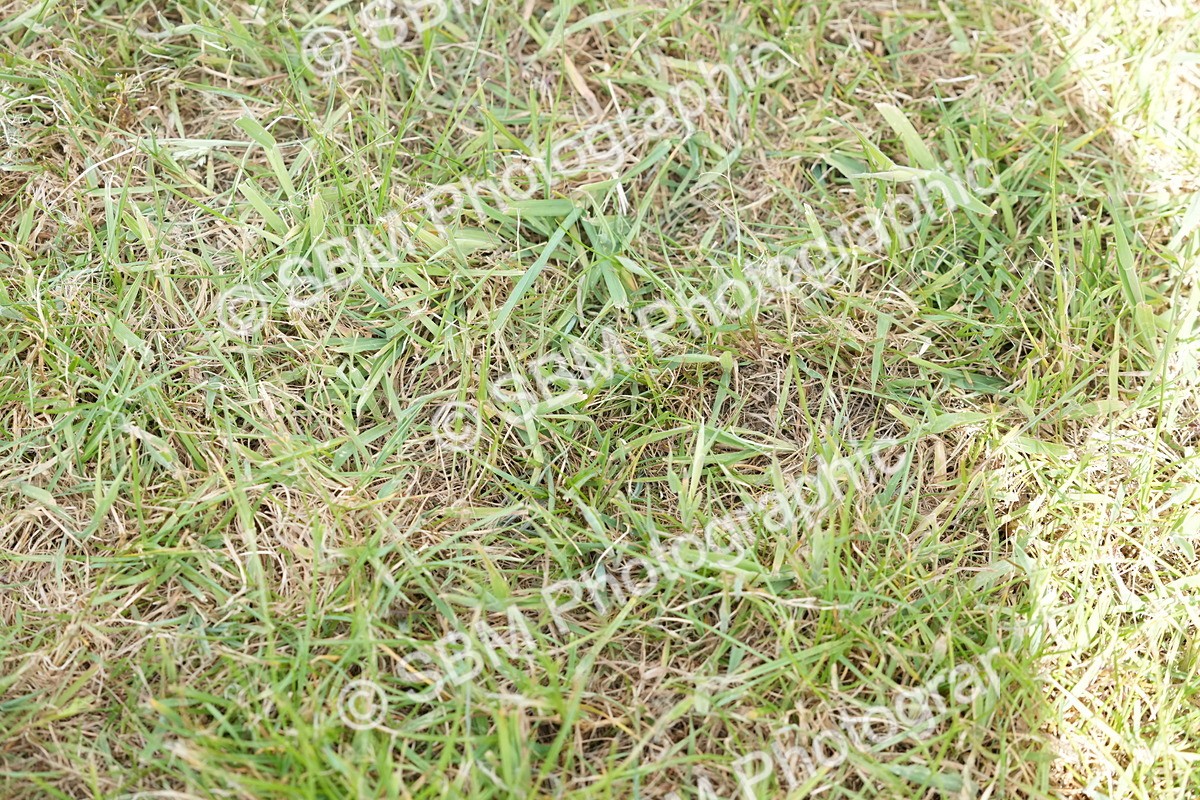 SBM_17624 - Class 107-108 - LIHS BSPS Performance Coloured Horse Pony