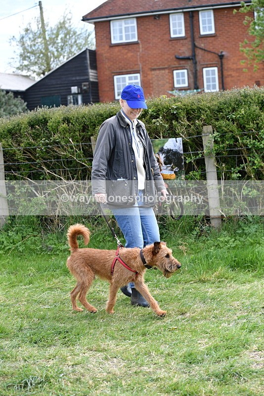 WJ5_0267 - Class 7 Best Terrier