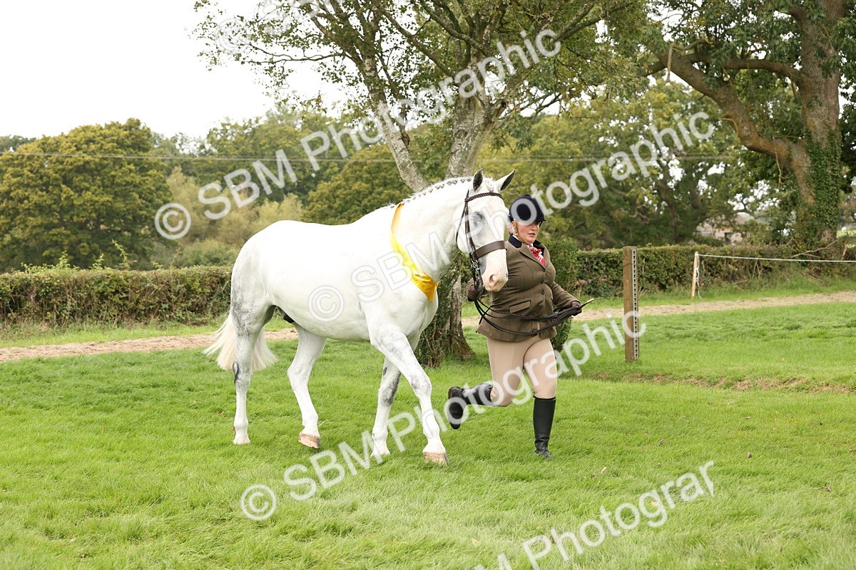 SBM_60838 - In Hand Horse Supreme Championship