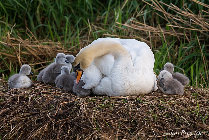 A Brood at Swans Nest - Nature