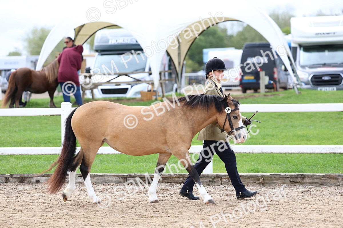 SBM_01518 - Class 17 - Prettiest Mare