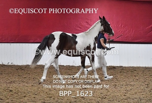 BPP_1623 - MORNING 9AM - 12PM