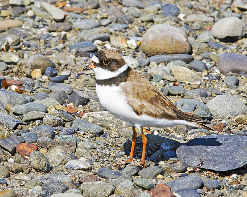  - Shorebirds