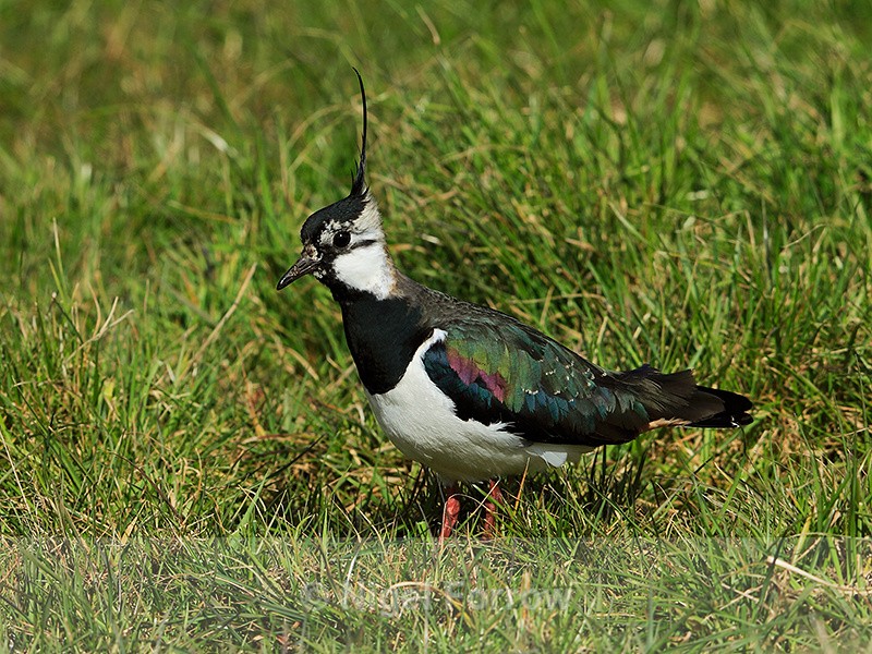 Lapwing in the grass on Greenaways at Otmoor - Lapwing
