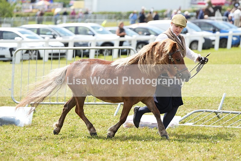 DSC05926 - NPS M&M In Hand Championship