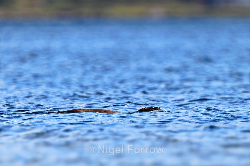 Eurasian Otter swimming in a loch on the Isle of Mull - Otter