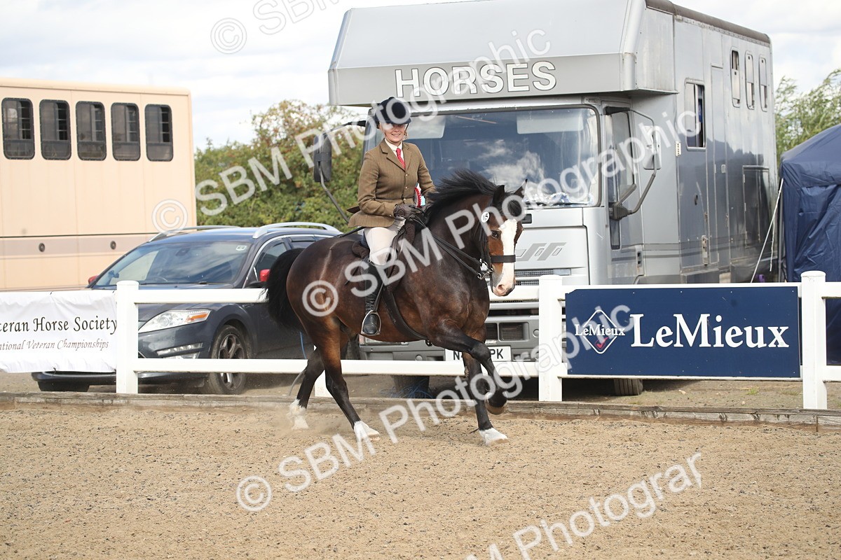 SBM_14608 - Class 505a - M&M Working Veteran - 50cm (15-19)