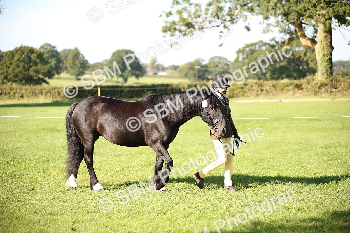SBM_36532 - S10 - Best In Hand Horse & Pony