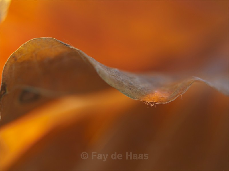  - Autumn Leaves