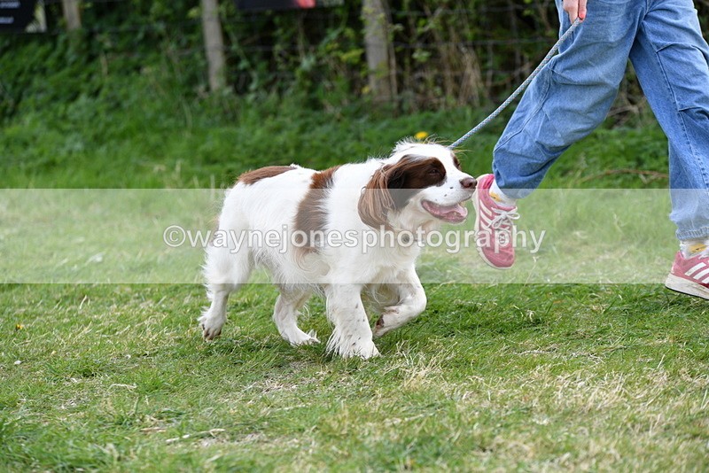 WJ5_0132 - Class 5 Best Veteran / 7 years & over