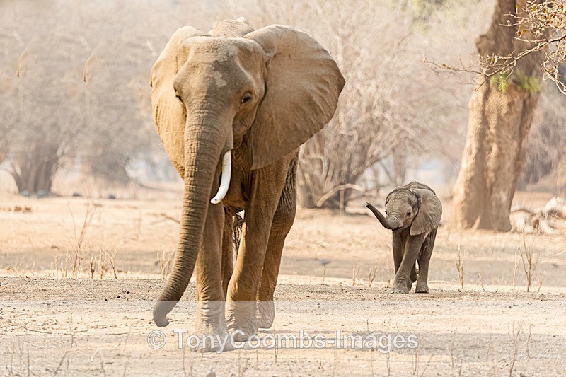 Elephant and calf - Mana Pools ~ The Mammals