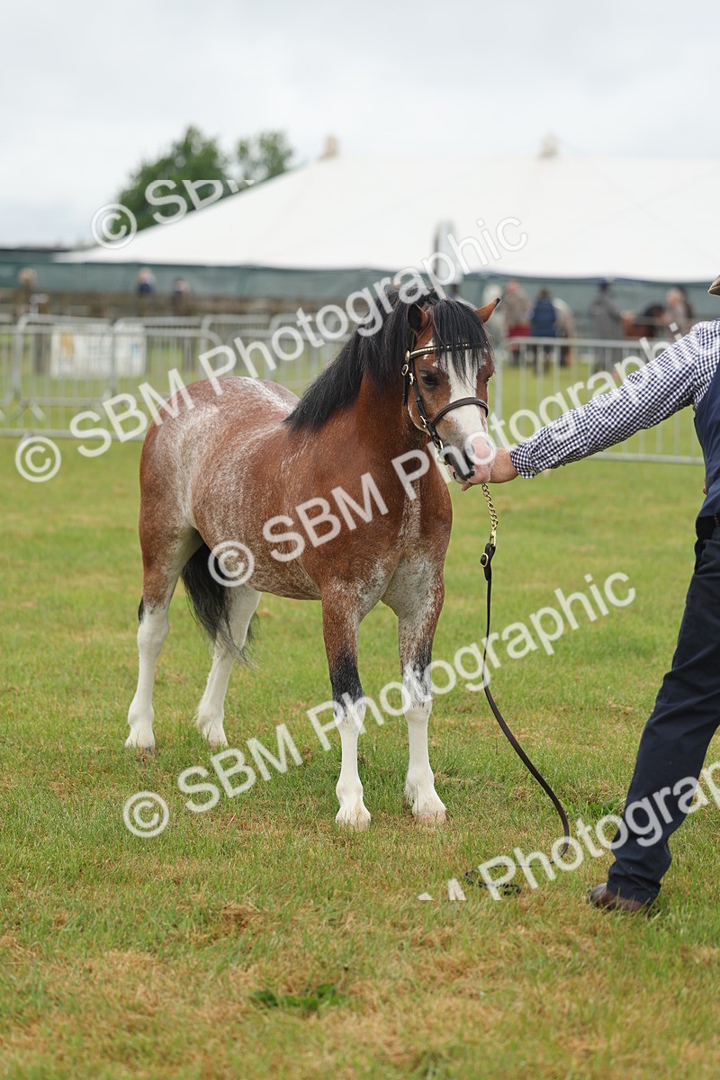 SBM_01369 - Class 50-57 - M&M Welsh Pony In Hand