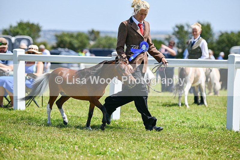 DSC_7266 - Miniature Horse Championship