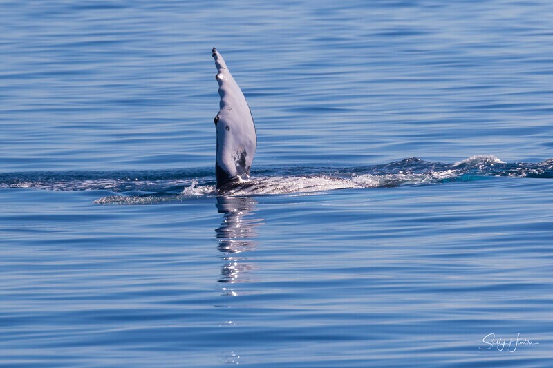 0A3A9651 - 2024 Hervey Bay Whales