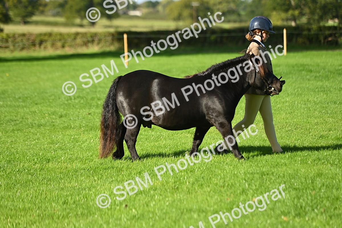 SBM_15830 - S1 - TSR in Hand Horse & Pony Showing