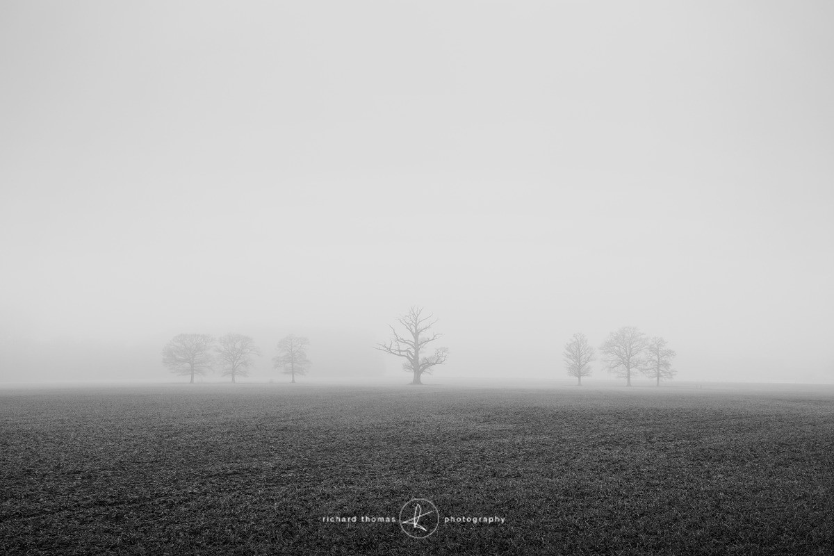 Se7eN - Mono Mist Trees