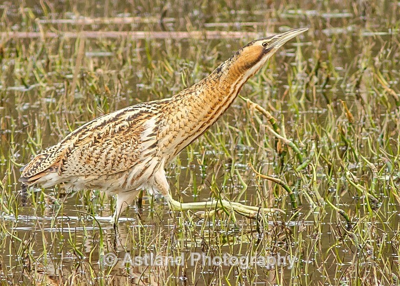 Astland Photography, Bird and Wildlife Images, Susan and Peter Wilson, U.K.