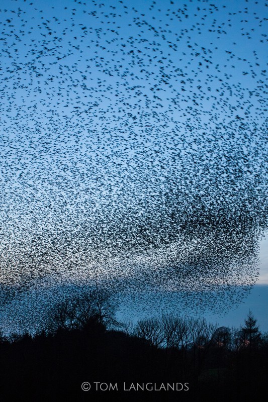 Starlings - Starlings and Murmurations