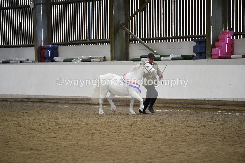 WJ5_5847 - Morning in hand Championship
