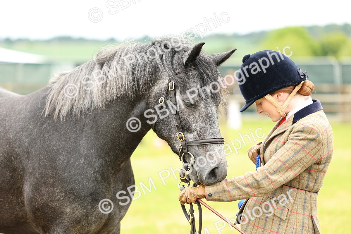 SBM_04096 - Class 64-67 - Shetland Pony In Hand