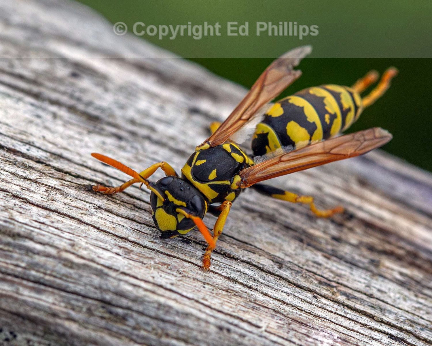 European Paper Wasp