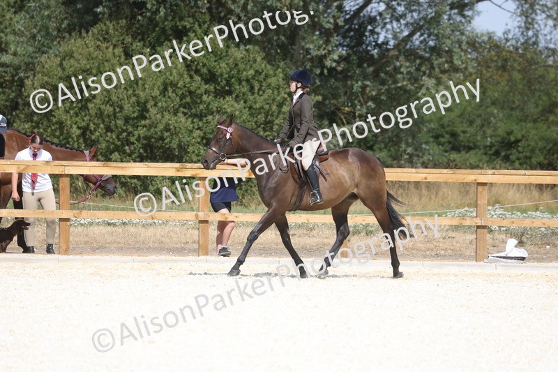 20260802-0720 - Class 8 - Best Riding Horse or Pony