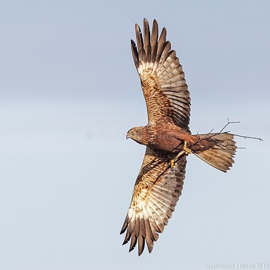Marsh Harrier (Circus aeruginosus) male with nesting material - Marsh Harrier (Circus aeruginosus)