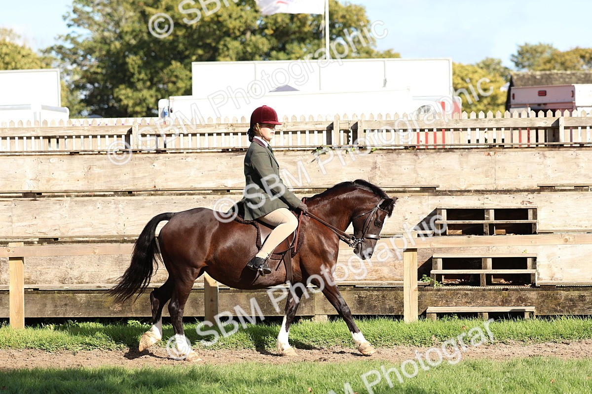 SBM_52340 - S13 - Pony Club Pony