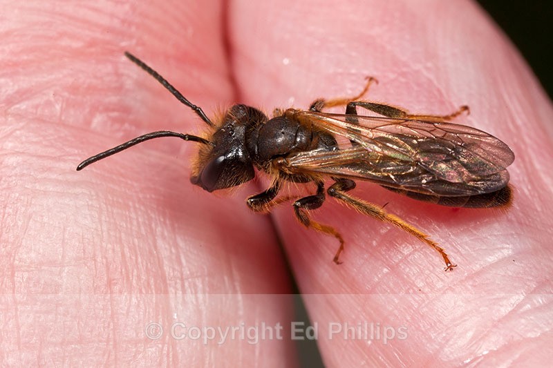 Andrena bucephala (m) - Andrena bucephala