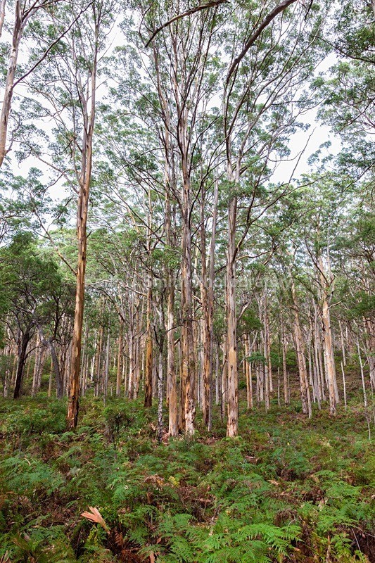 6SKJ4264 - Worldwide