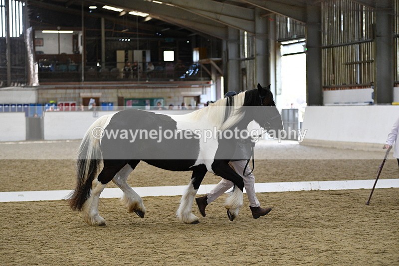 WJ5_4995 - Class 7 In hand coloured / odd coloured