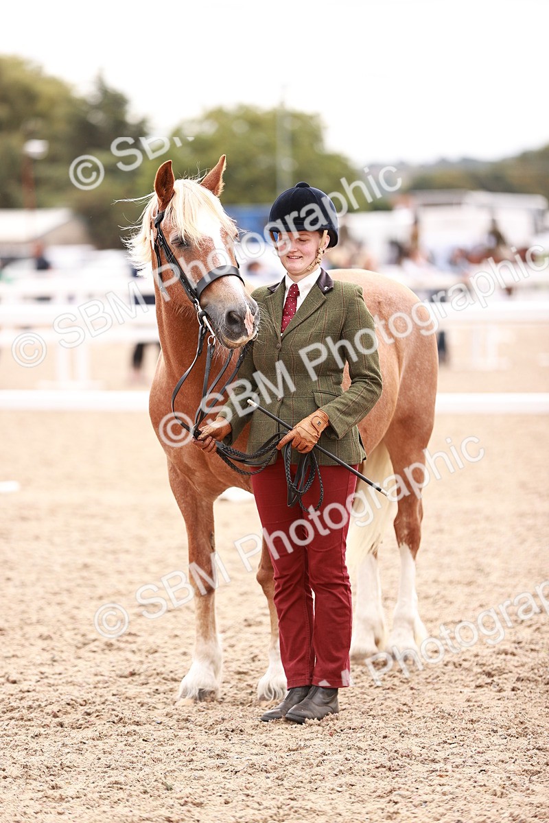 SBM_16113 - Class 411 - Prettiest Mare - (IH or Ridden Adult)