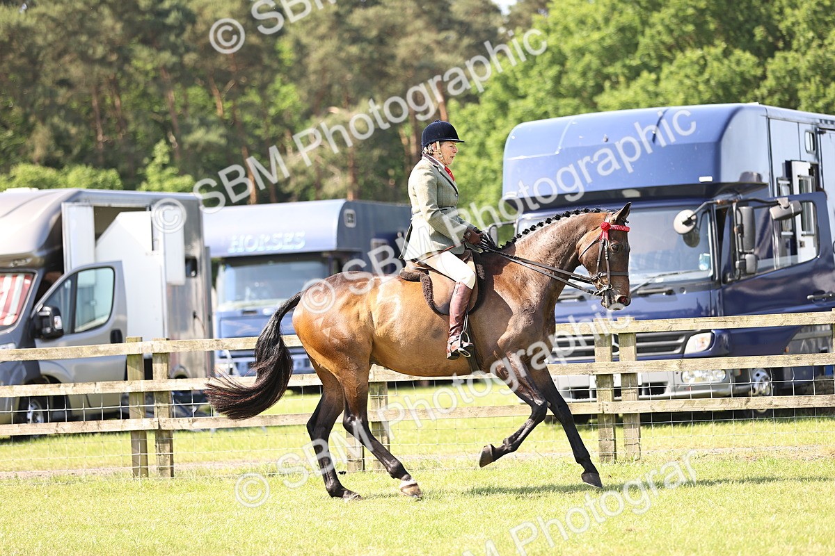 SBM_12988 - Class 75-76 LIHS BSHA Rising Star Hack Riding Horse