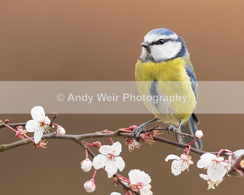 20160227-8E0A2415 - Blue Tit