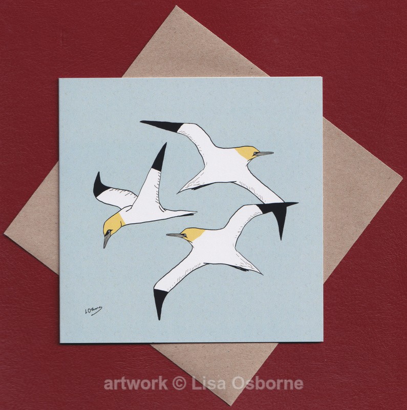 Gannets greetings card - GREETINGS CARDS