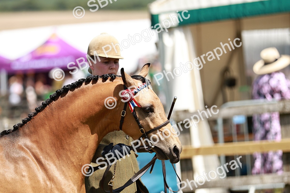 SBM_05559 - Class 41-45 - Riding Pony-Hunter Pony Breeding