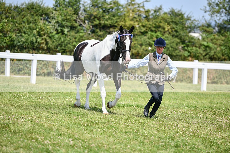DSC_7846 - Class 65: Coloured Horse 4yrs & Over