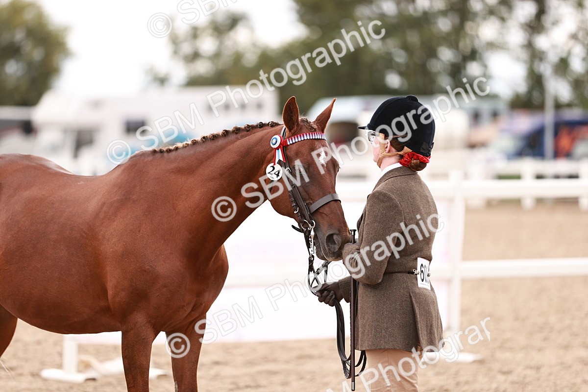 SBM_16924 - Class 415 - Horse-Pony Judge would most like to take home