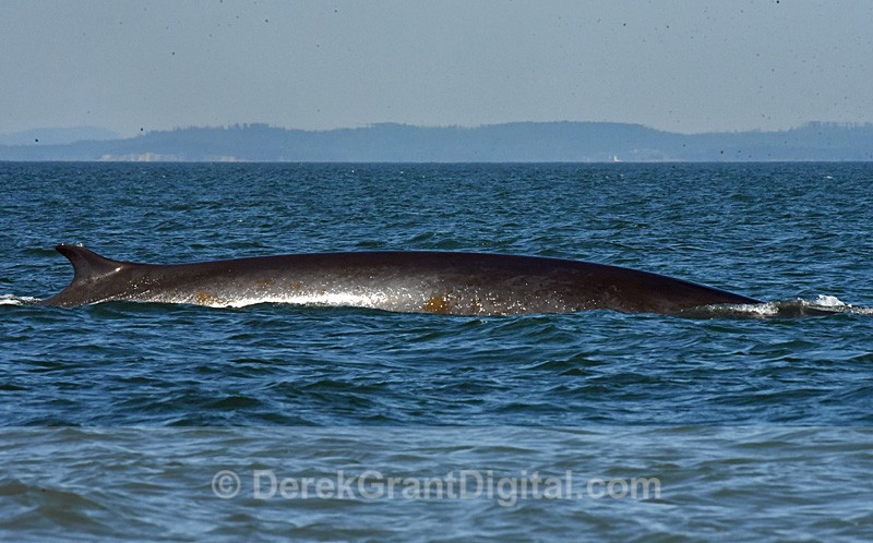 Fin Whale - Whales / Sea Mammals