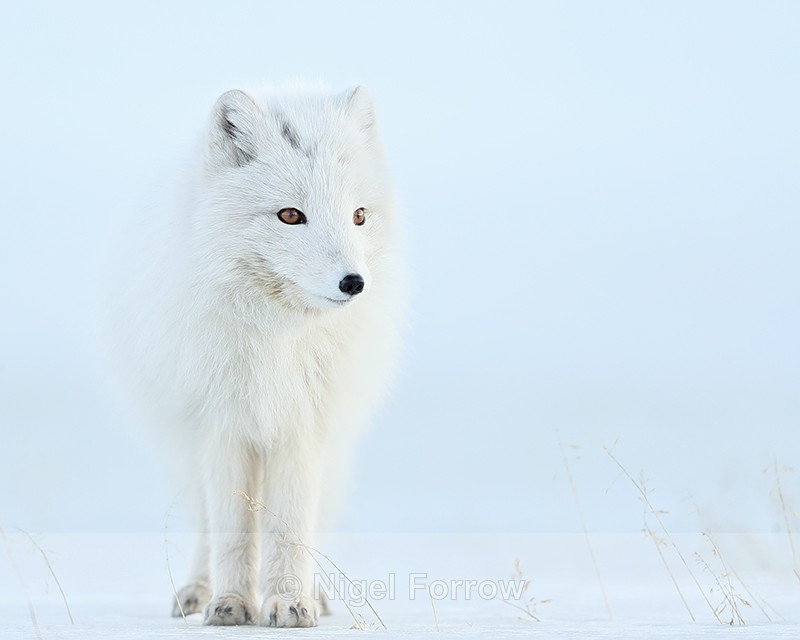 Arctic Fox standing still, Svalbard, Norway - Arctic Fox