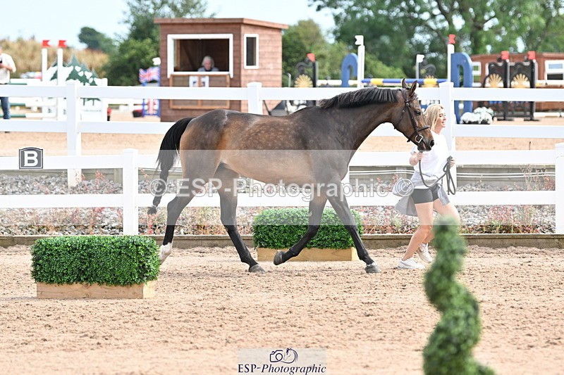 240717A-163841-03466 - Trot Up 4pm to 5pm