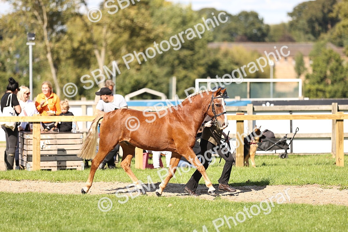 SBM_26139 - S5 - Novice & Newcomers In Hand