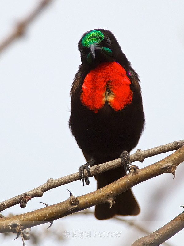 Hunter's Sunbird perched on a thorny branch - Hunter's Sunbird