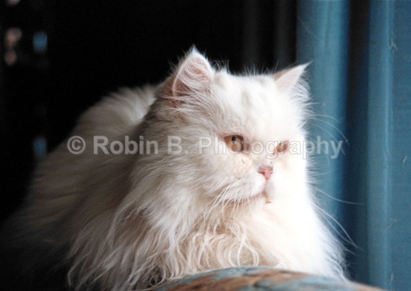  - animals and wildlife