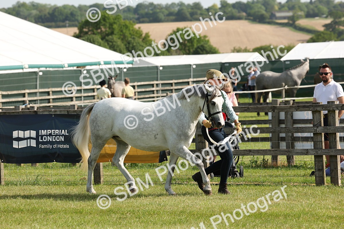 SBM_00773 - Class 6-13 - Mountatin and Moorland In Hand Welsh Breeds