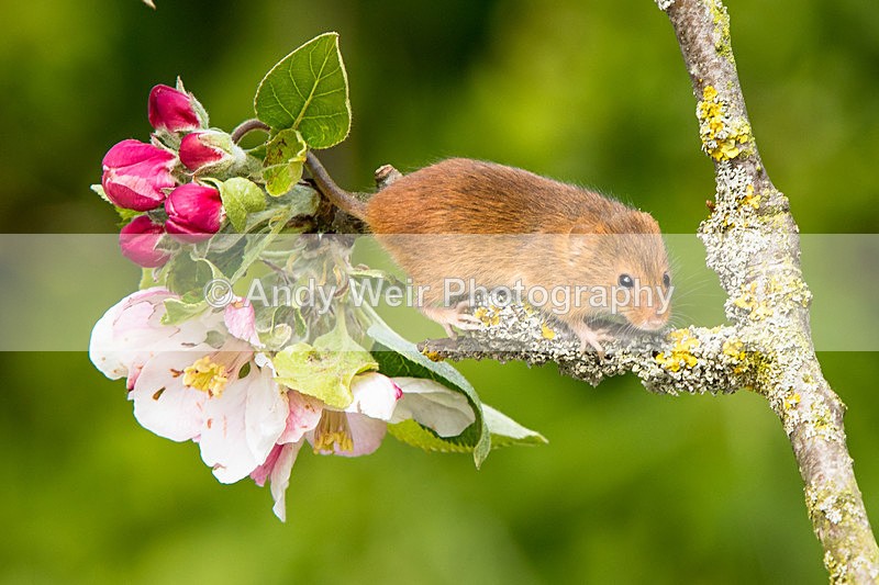 20150515-8E0A0079 - Harvest Mouse