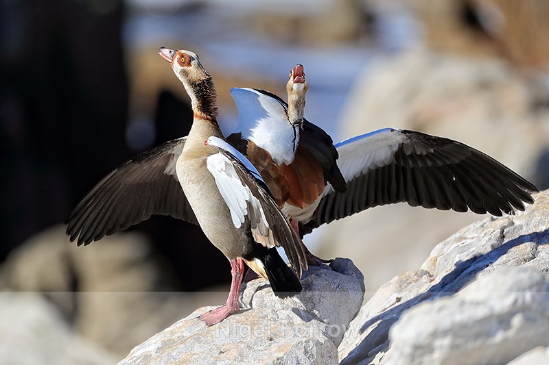 Egyptian Geese calling, Betty's Bay, South Africa - Egyptian Goose