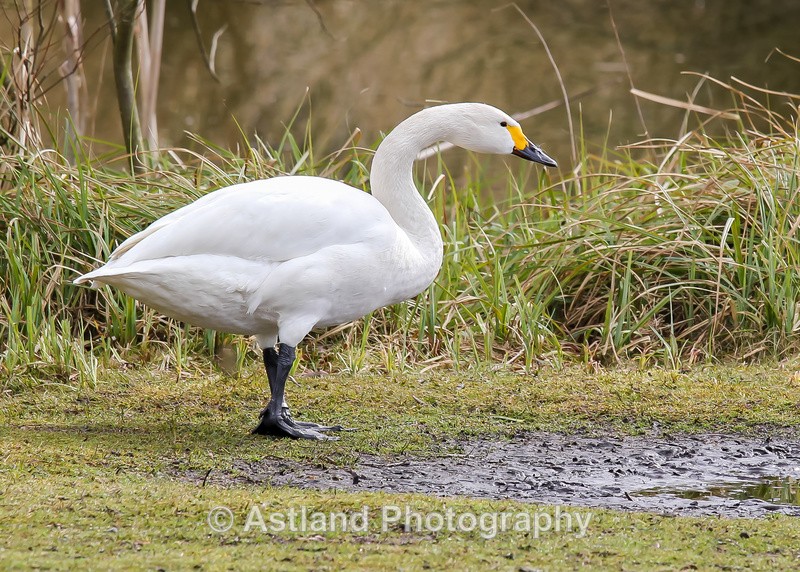 Astland Photography, Bird and Wildlife Images, Susan and Peter Wilson, U.K.