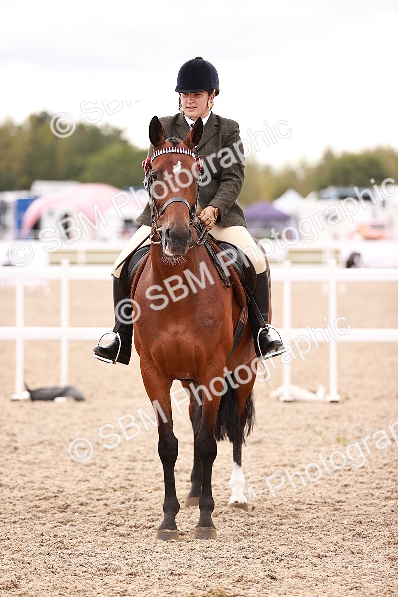 SBM_16138 - Class 411 - Prettiest Mare - (IH or Ridden Adult)