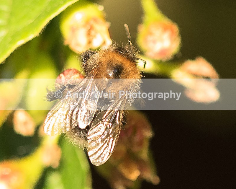 20150603-8E0A9074 - Insects